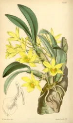 Illustration av dendrobium senil